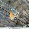 coenonympha leander male1